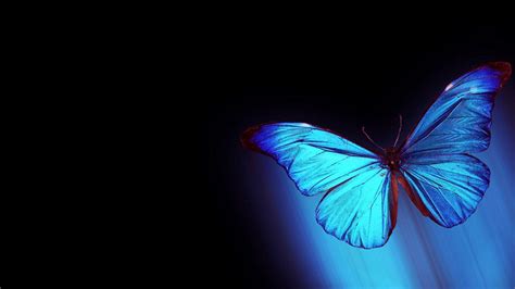 Black Butterfly Wallpaper (68+ images)