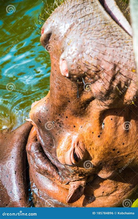 Hippopotamus in the water stock photo. Image of hippopotamus - 185784896