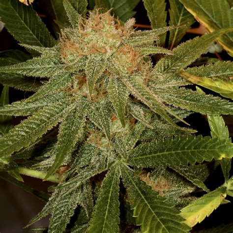 Buy Harlequin (CBD) Marijuana Seeds Online | Elev8 Seeds