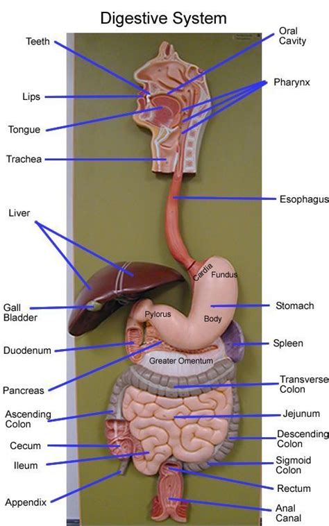 digestive system model - Google Search | Human digestive system, Medical anatomy, Digestive ...