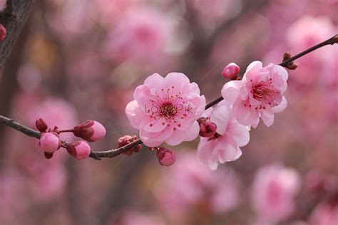 Peach Blossoms Bloom In Spring Picture And HD Photos | Free Download On Lovepik