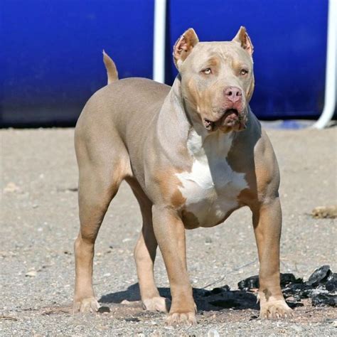 Lilac Tri XL bully | Bully dog, Pit puppies, Bully pitbull