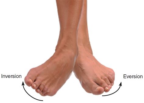 Pronation and Supination of the Forearm. Pronation and Supination of Foot