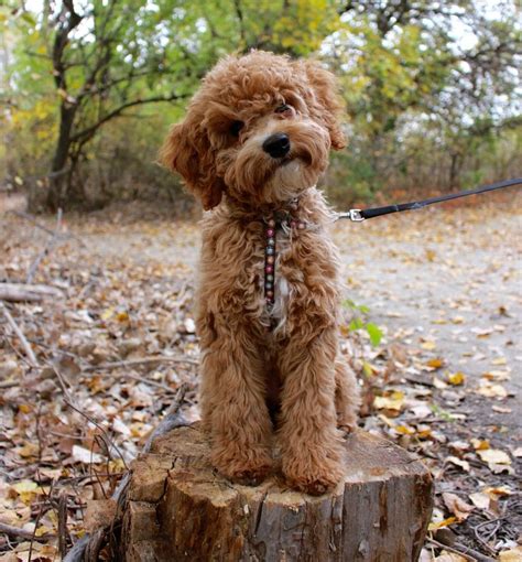 Cockapoo puppy. | Yorkshire terrier puppies, Cockapoo puppies, Bored dog