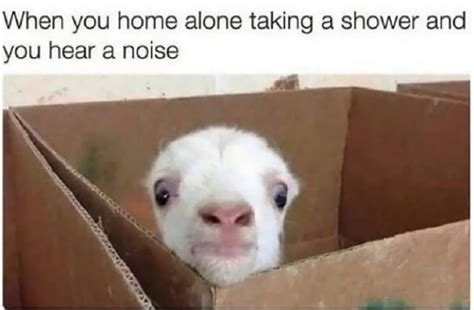 25 of the Funniest Goat Memes (So Far) | Darcy