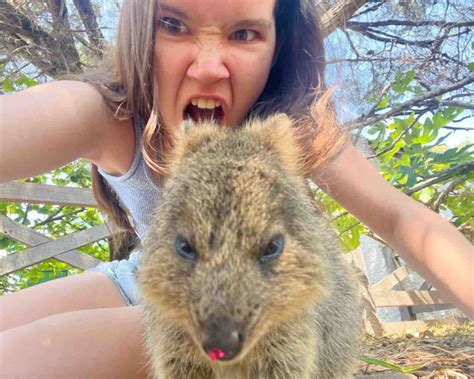 How to Get the Perfect Selfie With a Quokka on Rottnest Island - The Kid Bucket List