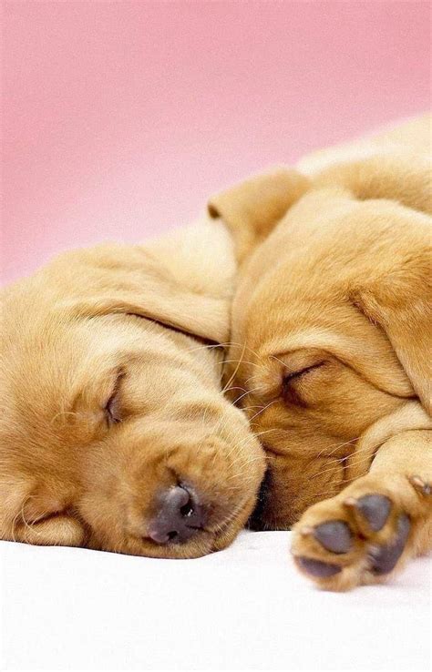 Sleeping Golden Retriever Puppies : r/Sleepinganimals