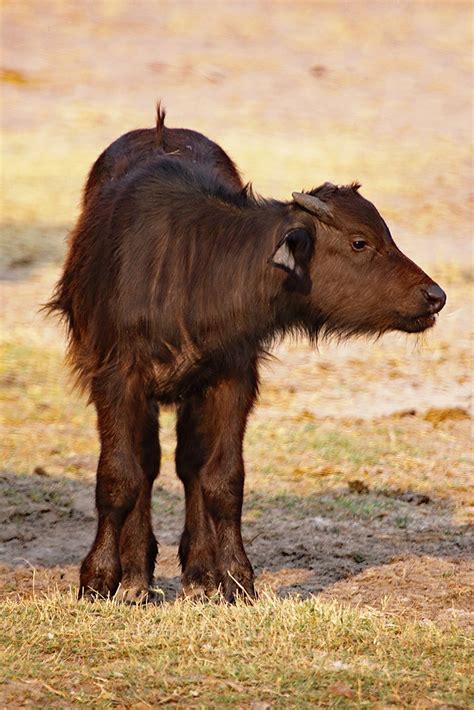 African buffalo calf in Hwange NP in Zimbabwe | inyathi | Flickr