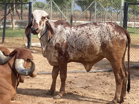 Gir Cow: The High-Milk-Producing Indian Breed - Nili Ravi