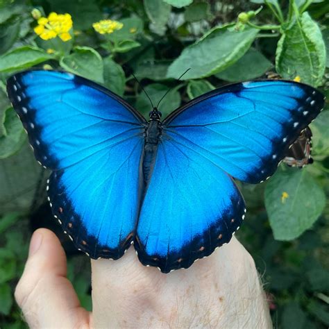 Morpho helenor – 12 Ova / 10 Larvae – Tropical Butterflies UK