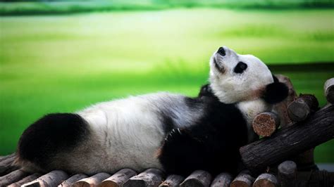 Panda lying on his back wallpapers and images - wallpapers, pictures ...