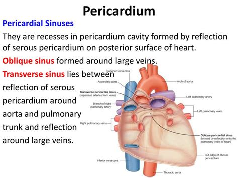 PPT - Pericardium & Heart PowerPoint Presentation, free download - ID ...