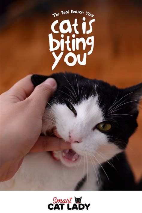 The Real Reasons Your Cat Is Biting You | Cat biting, Cat problems, Cats