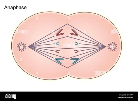 Anaphase of mitosis hi-res stock photography and images - Alamy