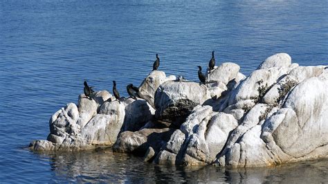 Monterey Bay 2010 - Cormorants on the Rocks | The Steampunk Explorer | Flickr