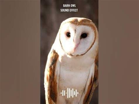 Barn Owl Sound Effect #shorts - YouTube