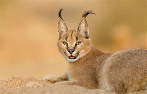 The Desert Animals of Israel - Wildlife Habitats of the Holy Land