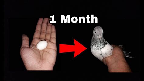 Growth of a Pigeon Baby - YouTube