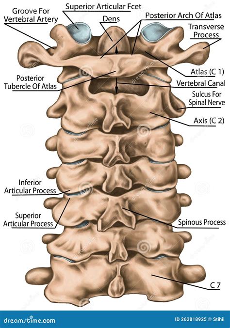 BOARD Cervical Spine Structure, Posterior View Stock Image | CartoonDealer.com #262818925
