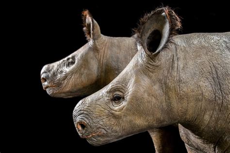 A pair of trigonia, representatives of the rhino kind, at the Ark ...