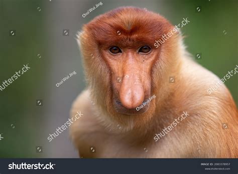 8,446 Proboscis monkey Stock Photos, Images & Photography | Shutterstock