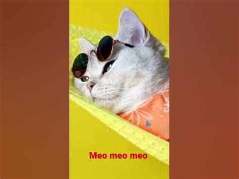 cute cat kitten meo meo meo #youtubeshorts #viralvideo #shorts # ...