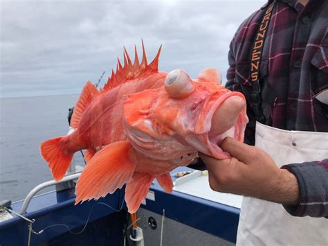 Saltwater - Westport June 21st - State Record Redbanded Rockfish | Bloodydecks