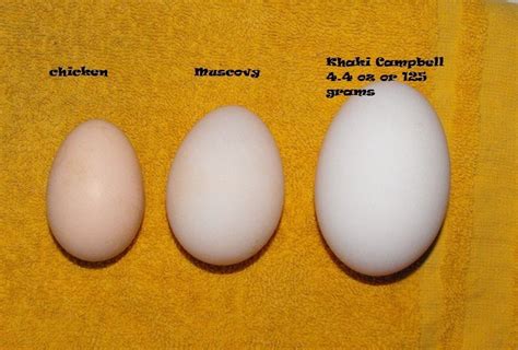 Muscovy Duck Eggs Vs Chicken Eggs - Dengan Santai