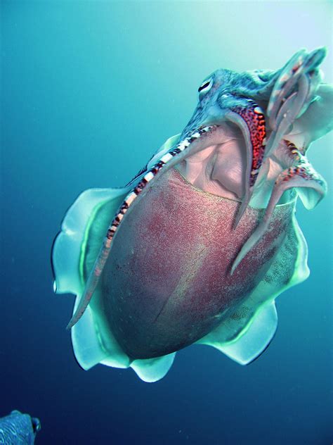 Hooded Cuttlefish | Thailand Andaman Sea February 2008 | prilfish | Flickr