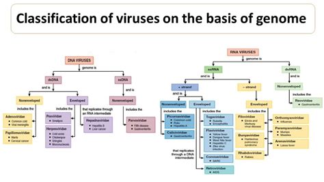 International Committee on Taxonomy of Viruses (ICTV) - Microbiology Notes