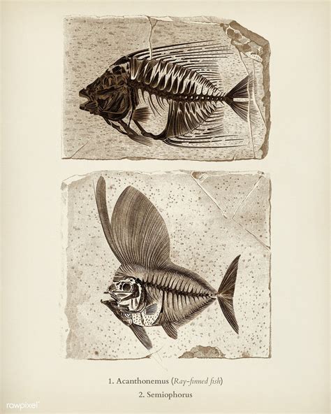 Download premium illustration of Ray-finned fish (Acanthonemus) and | Illustration, Free ...