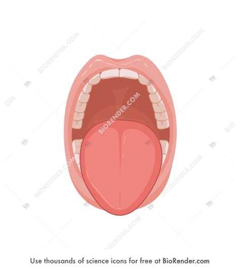 Free Mouth (open, Mallampati score class 4) Icons, Symbols & Images | BioRender