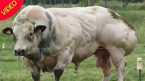 'Mutant' Belgian Blue bull stuns with shockingly muscle-bound body - World News - Mirror Online