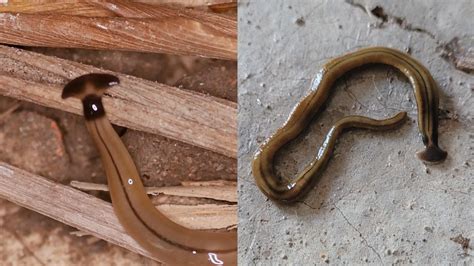 Destructive Invasive Species Hammerhead Flatworm Is Spreading | Inside Edition