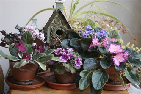 Assorted African Violets | African violets, House plants, Orchids