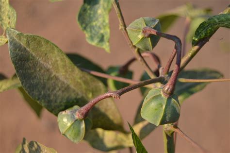 West African Plants - A Photo Guide - Manihot glaziovii Müll.Arg.