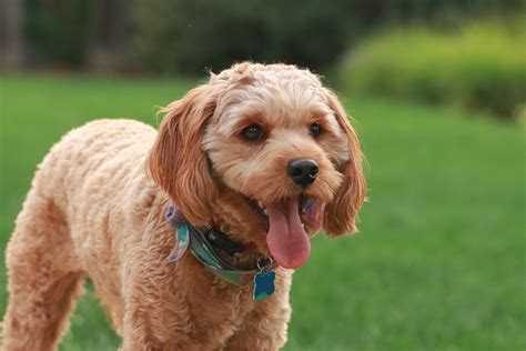 Cavapoo: Know All About This Miniature Poodle Breed!