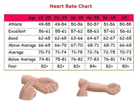 Maximum Heart Rate Equation For Males - Tessshebaylo