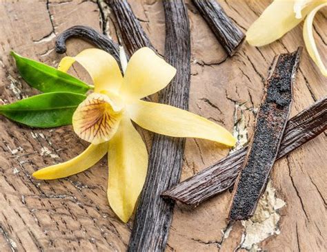 Everything You Need to Know About Growing a Vanilla Orchid