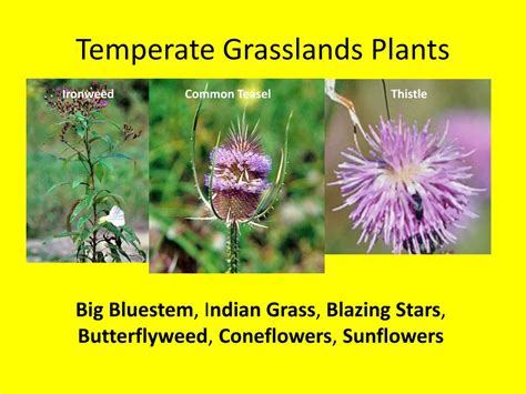 PPT - Temperate Grasslands PowerPoint Presentation, free download - ID:1153187