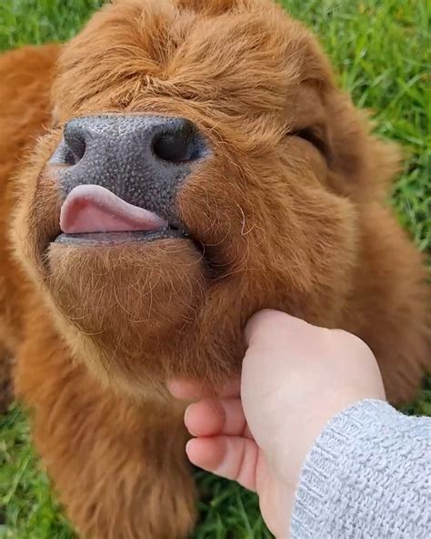 Ten-day-old baby highland cow 🥰 | A family of miniature highland cows welcomes its newest baby ...