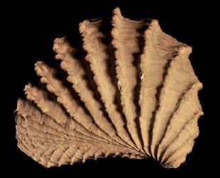 Tennessee Fossils