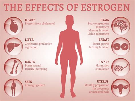 Everything you should know about estrogen & soy | Pranin Organic