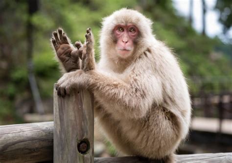 Can monkeys learn to talk?