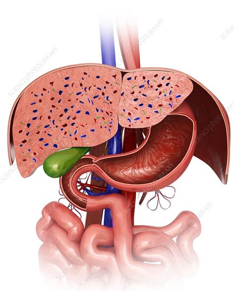 Liver and stomach, illustration - Stock Image - F012/2219 - Science Photo Library