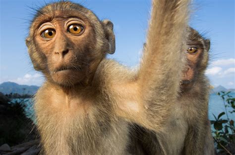 Is the world’s most popular lab monkey vanishing—or flourishing ...