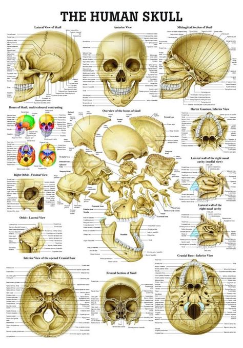 The Human Skull Laminated Anatomy Chart nel 2020 | Anatomia umana ...