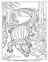 American Alligator Coloring Page At GetColoringscom  Free Printable sketch template
