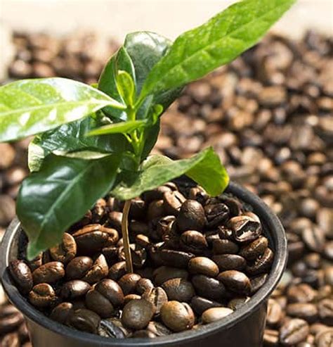 Coffee Bean planting Seeds DWARF COFFEE PLANT seeds | Etsy