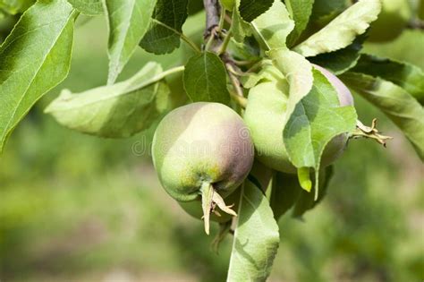 Green Leaves of Apple Trees and Apples Stock Photo - Image of delicious, healthy: 86058832